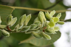 Rhynchosia hirta